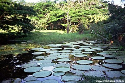 UOSE desenvolve sistema de monitorização ambiental para a Amazónia