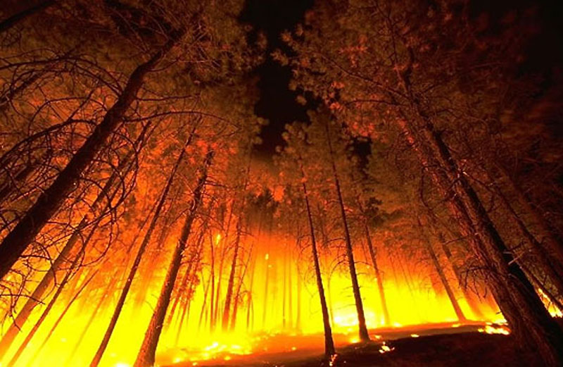 INESC Porto colabora com Portucel e MIT para desenvolver um projeto de gestão de Incêndios florestais