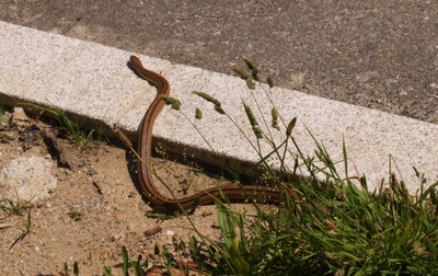 O CÃO E A COBRA