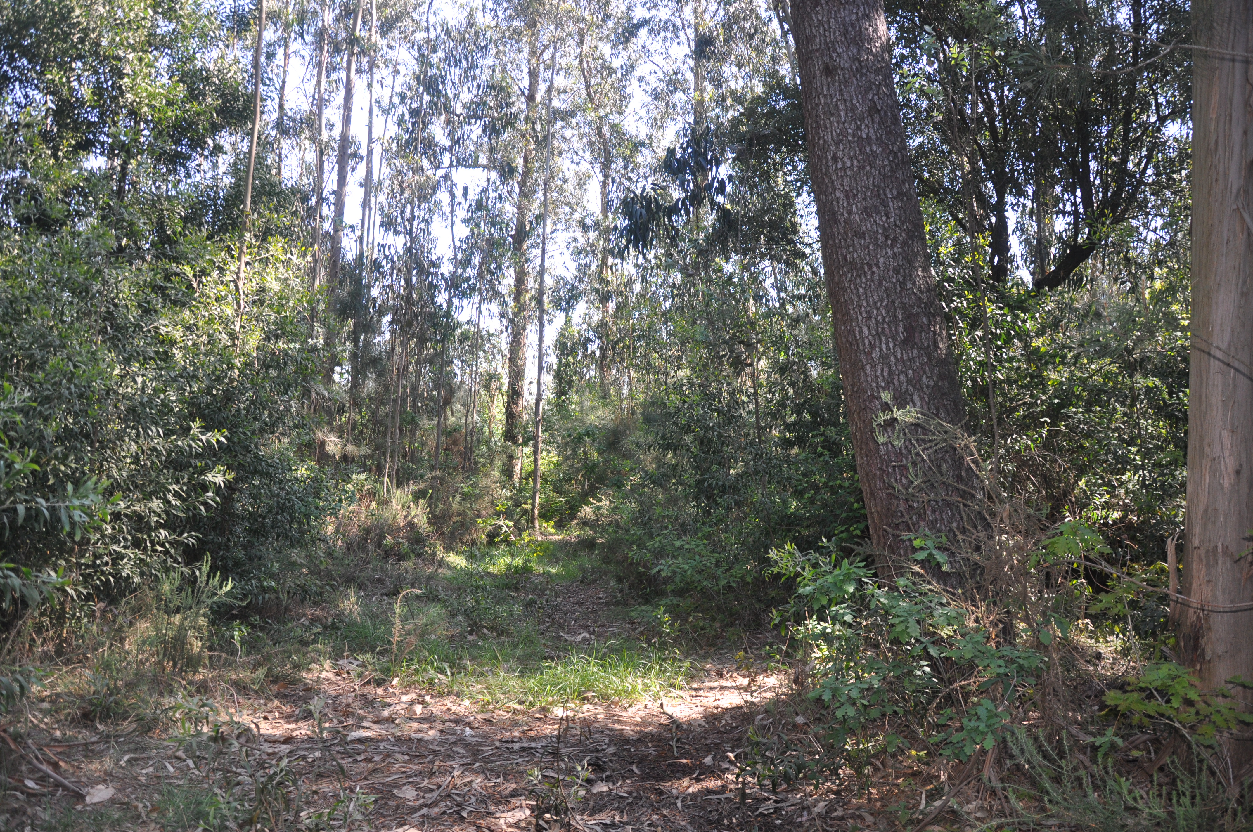 INESC TEC em estudo sobre cadeias de abastecimento de biomassa florestal em Portugal