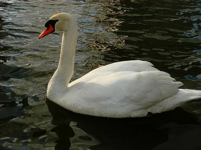 From ugly duckling to unmistakable swan